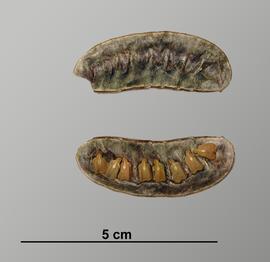   Fruit, seeds:   Senna alexandrina , legume dissected longitudinally to show seeds inside; Photo by V. Brewster, USDA APHIS PPQ, imageID.idtools.org
